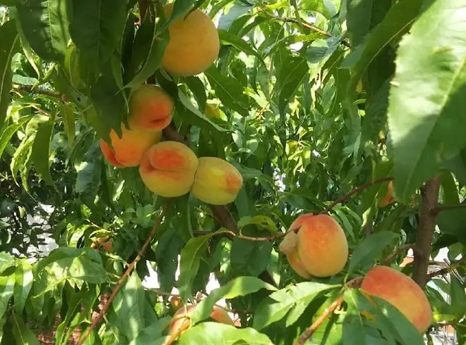 Taka Cisza Taki Spokoj